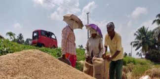 ഇന്നലെ വെയിൽ തെളിഞ്ഞു; ജില്ലയിൽ കൊയ്ത്ത് പുനഃരാരംഭിച്ച് കർഷകർ Paddy Cultivation Restarted in Palakkad