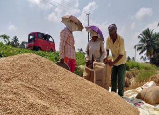 Paddy Cultivation Restarted in Palakkad