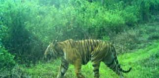 tiger-wayanad