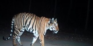 Tiger fears again in Wayanad