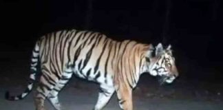 cannibity-tiger entered to the forest