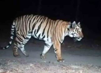 cannibity-tiger entered to the forest