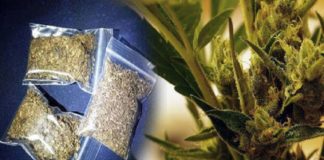 เดเดพเดฑเดฟเตฝ เดเดเตเดเดพเดตเต เดเดเดคเตเดคเต; เดฎเตเดคเตเดคเดเตเดเดฏเดฟเตฝ 3 เดชเตเตผ เด
เดฑเดธเตโเดฑเตเดฑเดฟเตฝ Three Were Arrested In Wayanad In Ganja Case