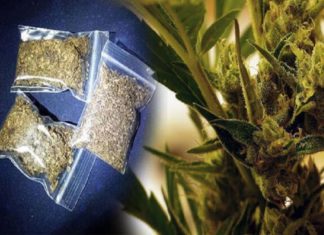 കാറിൽ കഞ്ചാവ് കടത്ത്; മുത്തങ്ങയിൽ 3 പേർ അറസ്റ്റിൽ Three Were Arrested In Wayanad In Ganja Case