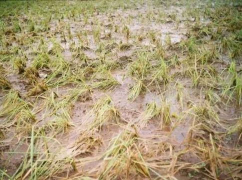 palakkad news-rain-crop damage