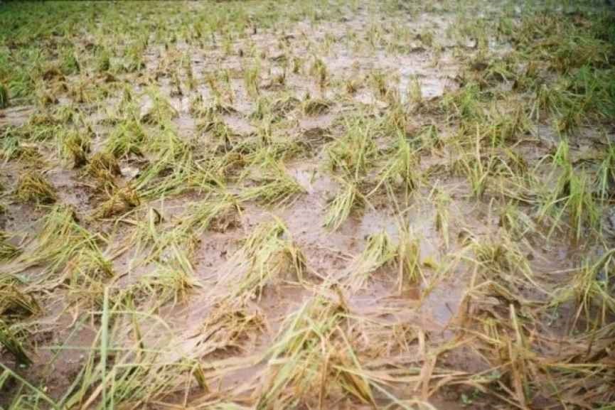 palakkad news-rain palakkad news-rain-crop damage