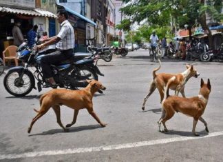 kozhikkode corporation