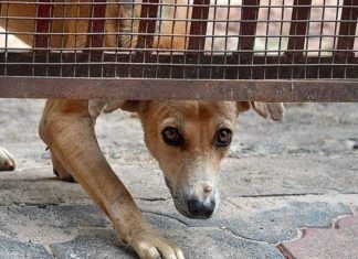 കോഴിക്കോട് തെരുവ് നായയുടെ കടിയേറ്റ് മൂന്നര വയസുകാരന് ഗുരുതര പരിക്ക് Street Dogs Attack