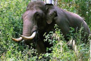 Tiger Attack in Kerala 
