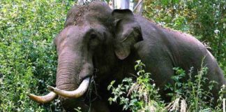Tiger Attack in Kerala 