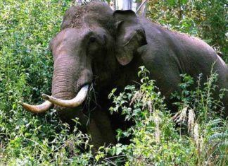Tiger Attack in Kerala 
