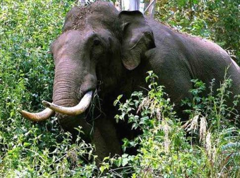 Tiger Attack in Kerala 
