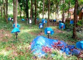 Bee Farmers Issues In Kannur