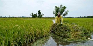 മഴ നേരത്തേയെത്തി; നെൽപ്പാടങ്ങളിൽ കൊയ്ത്ത് പ്രതിസന്ധിയിൽ crisis-in-paddy-fields
