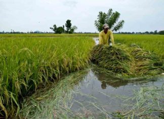 crisis-in-paddy-fields