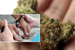 Cannabis Arrest in kollam