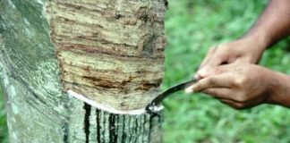 เดเดถเดเตเด เดตเดฟเดคเดเตเดเต เดฎเดด; เดเตผเดทเดเตผเดเตเดเต เดธเดพเดฎเตเดชเดคเตเดคเดฟเด เดชเตเดฐเดคเดฟเดธเดจเตเดงเดฟ เดฐเตเดเตเดทเด Farmers Issue In Kannur Due To Heavy Rain