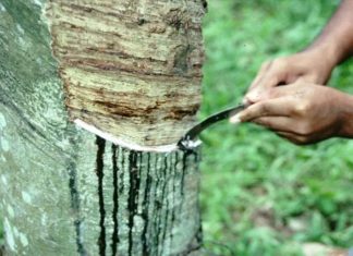 ആശങ്ക വിതച്ച് മഴ; കർഷകർക്ക് സാമ്പത്തിക പ്രതിസന്ധി രൂക്ഷം Farmers Issue In Kannur Due To Heavy Rain