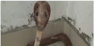 เดเตโเดณเดพเดธเต เดฎเตเดฑเดฟเดฏเดฟเตฝ เดฎเตเตผเดเตป; เดเดฃเตเดเตเดคเตเดคเดฟเดฏเดคเต เดถเตเดเตเดเดฐเดฃเดคเตเดคเดฟเดจเดฟเดเต Coward Found In Class Room In Kannur