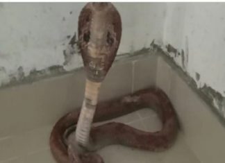 ക്ളാസ് മുറിയിൽ മൂർഖൻ; കണ്ടെത്തിയത് ശുചീകരണത്തിനിടെ Coward Found In Class Room In Kannur