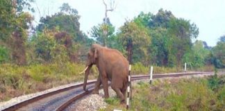 ജനവാസ മേഖലയിൽ ഒറ്റയാൻ; മണിക്കൂറുകൾക്ക് ശേഷം തിരികെ കാടുകയറ്റി Wild Elephant In Palakkad