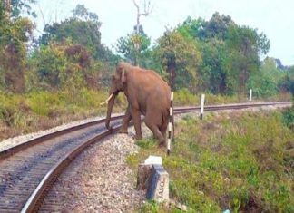 Wild Elephant In Palakkad