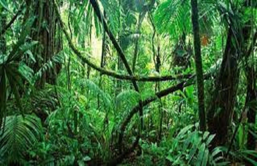 palakkad forest palakkad forest