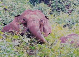 Wild Elephant Attack In Kozhikode