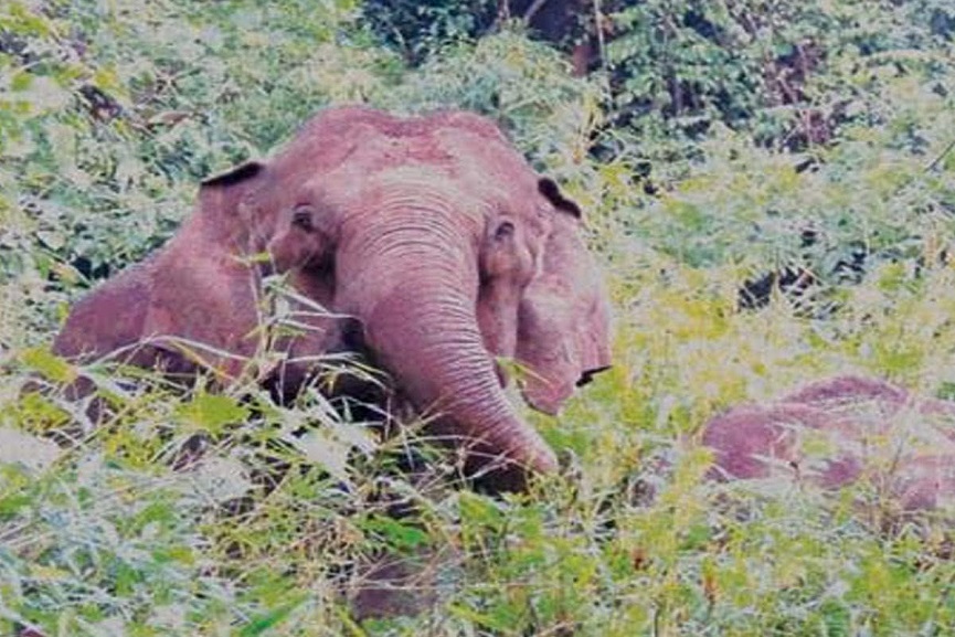 Wild Elephant Attack in Kozhikode Wild Elephant Attack In Kozhikode