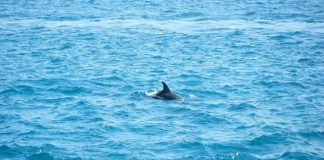 2 ടൺ ഭാരം, 30 മീറ്റർ നീളം; നീല തിമിംഗലത്തിന്റെ ജഡം കരയ്ക്കടിഞ്ഞു