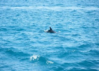 2 ടൺ ഭാരം, 30 മീറ്റർ നീളം; നീല തിമിംഗലത്തിന്റെ ജഡം കരയ്ക്കടിഞ്ഞു