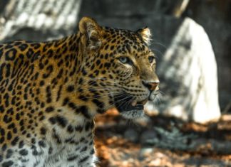 മമ്പാട് പുലിയുടെ ആക്രമണത്തിൽ ബൈക്ക് യാത്രികന് പരിക്ക്, നാട്ടുകാർ ഭീതിയിൽ Leopard attack in malappuram