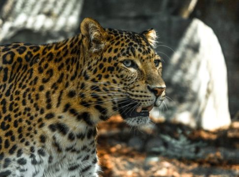 Leopard attack in malappuram