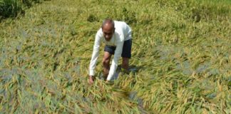 Farming Issues Due To Heavy Rain