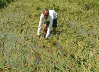 Farming Issues Due To Heavy Rain