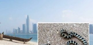sea-snakes-