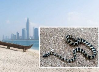 sea-snakes-