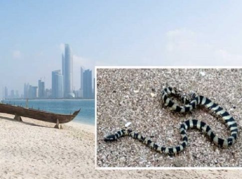 sea-snakes-