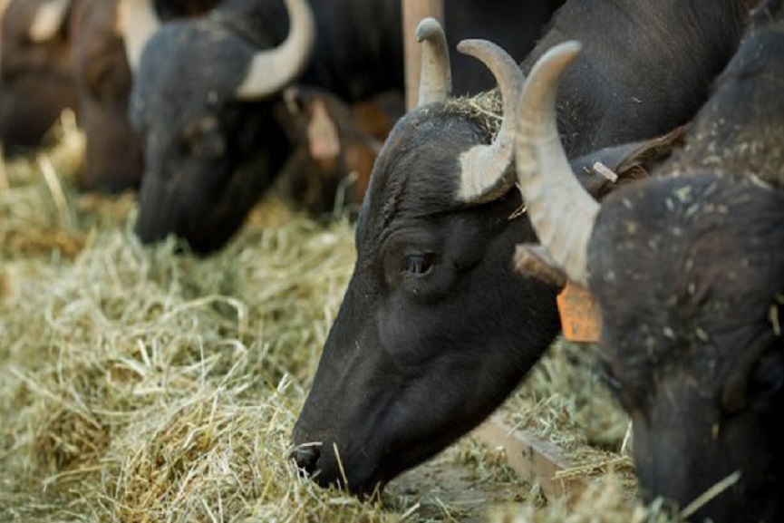 kulamb-rogam-kasargod Hoof disease-vaccine