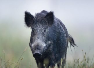 wild boar attack