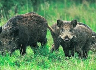 wild boar attack