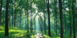 പറമ്പികുളത്തേക്ക് കേരളത്തിലൂടെയുള്ള വനപാത യാഥാർഥ്യമായി The forest road to Parambikulam