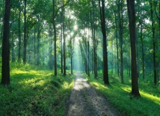 The forest road to Parambikulam
