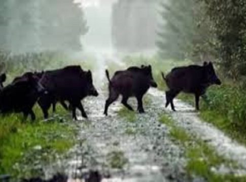 Wild animal attack