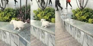 ഞാനും കുഞ്ഞല്ലേ, എനിക്കും കാണില്ലേ കളിക്കാൻ ആഗ്രഹം! baby dog plaiying