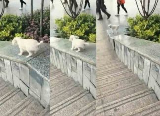 ഞാനും കുഞ്ഞല്ലേ, എനിക്കും കാണില്ലേ കളിക്കാൻ ആഗ്രഹം! baby dog plaiying