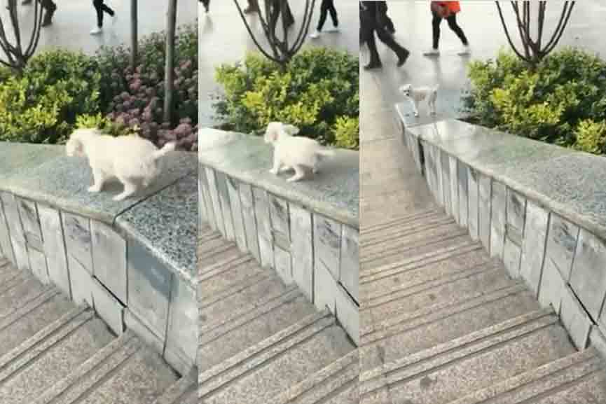 Spotlight baby dog plaiying