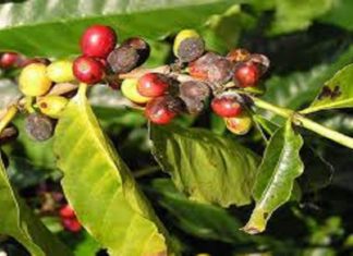 വയനാട്ടിലെ കാപ്പി ചെടികളിൽ ആജ്ഞാത രോഗം പടരുന്നു; വിളവെടുപ്പിന് തിരിച്ചടി