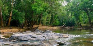 เดเตเดฑเตเดตเดพเดฆเตเดตเตเดชเต เดเดเตเดเตเดเตเดฑเดฟเดธเด เดเตเดจเตเดฆเตเดฐเด; เดจเดพเดณเต เดฎเตเดคเตฝ เดธเดจเตเดฆเตผเดถเดเตผเดเตเดเต เดชเตเดฐเดตเตเดถเดจเด Kuruva Dweep