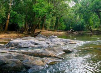 കുറുവാദ്വീപ് ഇക്കോടൂറിസം കേന്ദ്രം; നാളെ മുതൽ സന്ദർശകർക്ക് പ്രവേശനം Kuruva Dweep